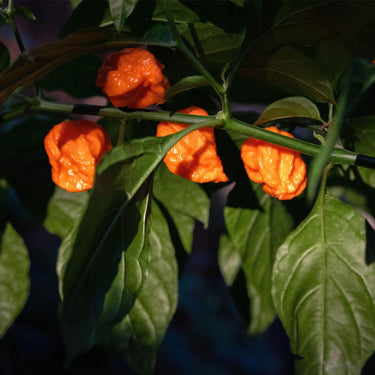 Bhut Orange Copenhagen Seeds - The Pepper Pantry (Formerly Marie Sharp's)